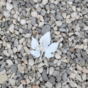 foglia vite piccola bianca